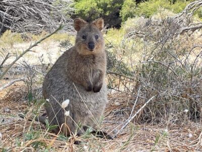 perth3